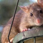 Quelques astuces pour se débarrasser des rats sans l’usage d’un poison