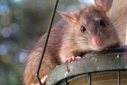Quelques astuces pour se débarrasser des rats sans l’usage d’un poison