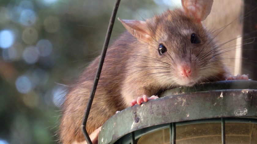 Quelques astuces pour se débarrasser des rats sans l’usage d’un poison