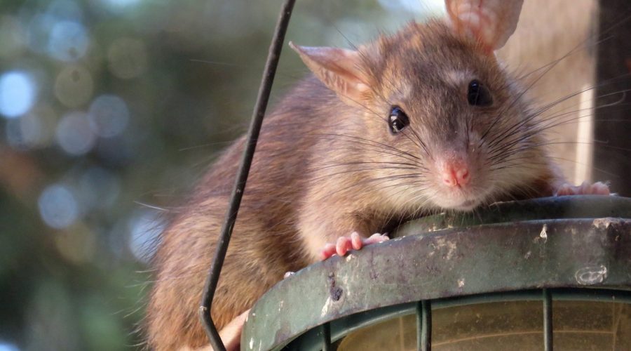 Quelques astuces pour se débarrasser des rats sans l’usage d’un poison