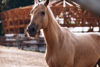 Abris pour chevaux : pourquoi sont-ils indispensables pour le bien-être de vos équidés ?