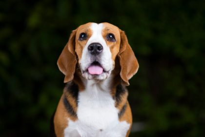 Assurer votre chien de chasse : pourquoi c'est essentiel pour sa sécurité ?