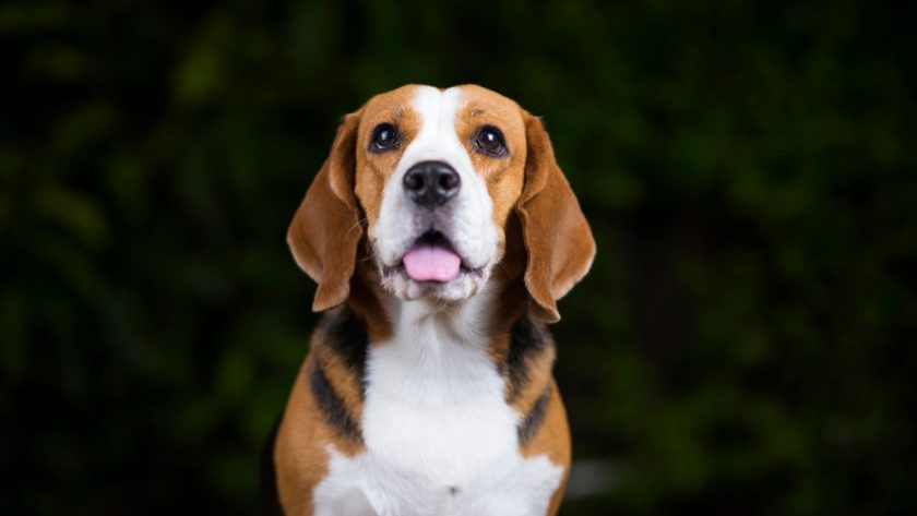 Assurer votre chien de chasse : pourquoi c'est essentiel pour sa sécurité ?
