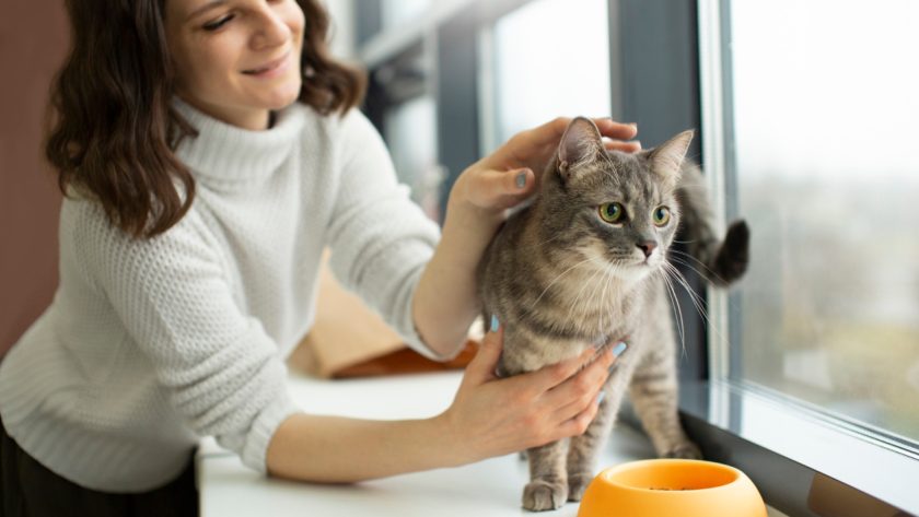 Comment choisir l'assurance idéale pour votre chat ?