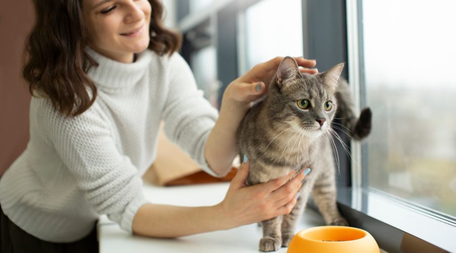 Comment choisir l'assurance idéale pour votre chat ?