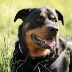 Comment choisir l'assurance idéale pour votre chien de catégorie 1 ou 2 ?