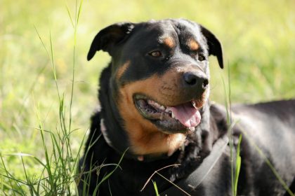 Comment choisir l'assurance idéale pour votre chien de catégorie 1 ou 2 ?