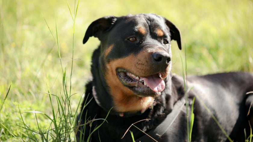 Comment choisir l'assurance idéale pour votre chien de catégorie 1 ou 2 ?
