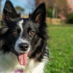 Les avantages d'une assurance santé pour chiens : protégez votre compagnon