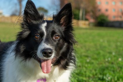 Les avantages d'une assurance santé pour chiens : protégez votre compagnon
