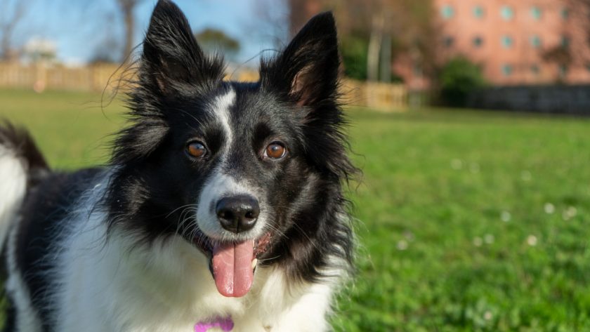Les avantages d'une assurance santé pour chiens : protégez votre compagnon