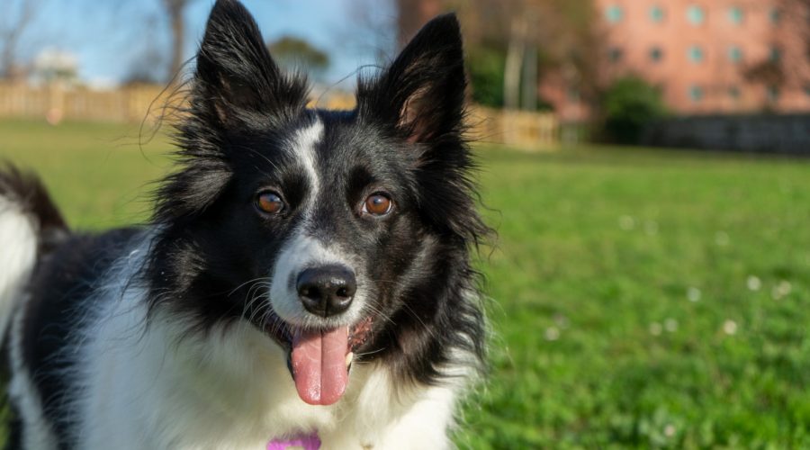 Les avantages d'une assurance santé pour chiens : protégez votre compagnon