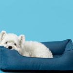 Offrez à votre chien un panier de luxe inégalé pour son bien-être