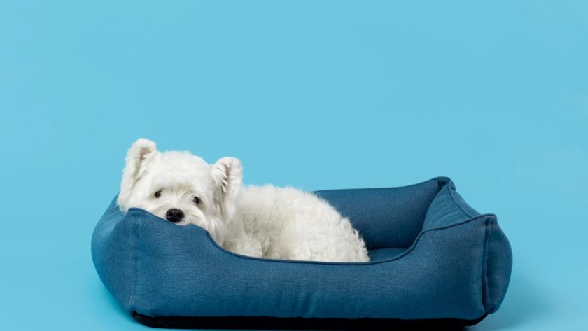 Offrez à votre chien un panier de luxe inégalé pour son bien-être