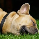 Installer du gazon synthétique pour votre chien, c’est possible !