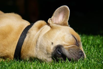 Installer du gazon synthétique pour votre chien, c’est possible !