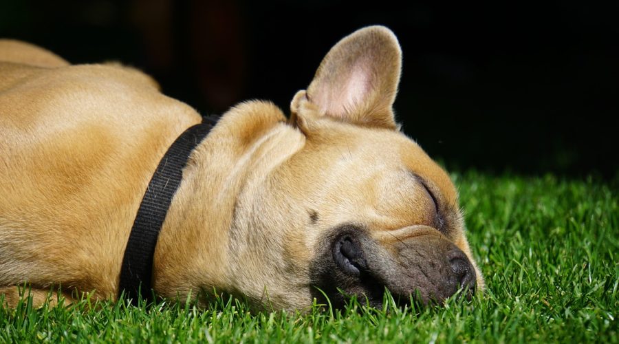 Installer du gazon synthétique pour votre chien, c’est possible !