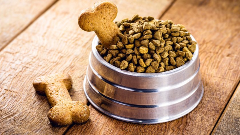 Comment bien choisir les croquettes pour son chien ?