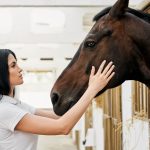 Les soins essentiels du cheval : garantir santé, bien-être et performance