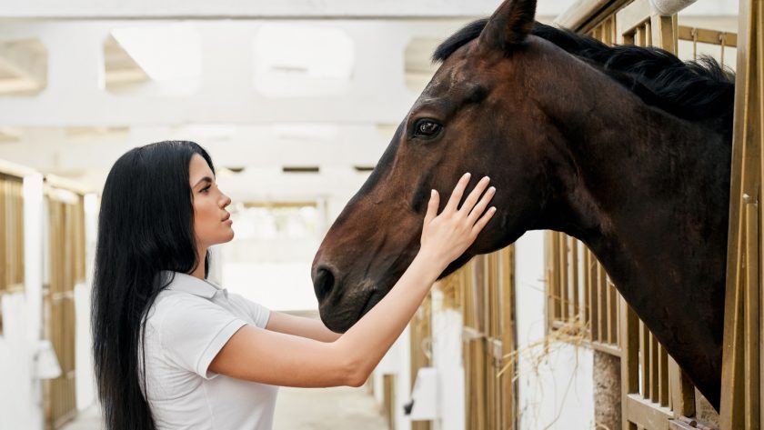 Les soins essentiels du cheval : garantir santé, bien-être et performance