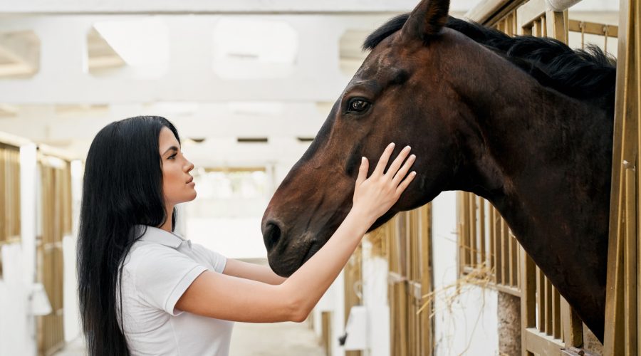 Les soins essentiels du cheval : garantir santé, bien-être et performance